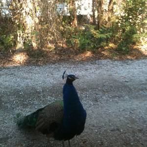 Meet your Posher, Beverly